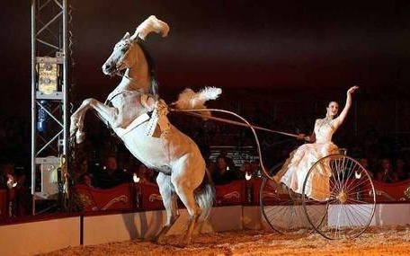 OŚWIĘCIM. Cyrk ma prawo tu przyjechać. Sądowa batalia wygrana przez cyrkowców