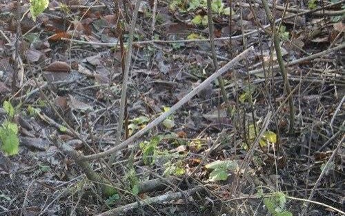 PODOLSZE. Spacer jak z horroru. Kości i czaszka na brzegu rzeki. To prawdopodobnie szczątki zaginionego 26-letniego przeciszowianina