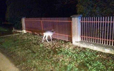 BOBREK. Nietypowa akcja strażaków. Służby ratowały koziołka.