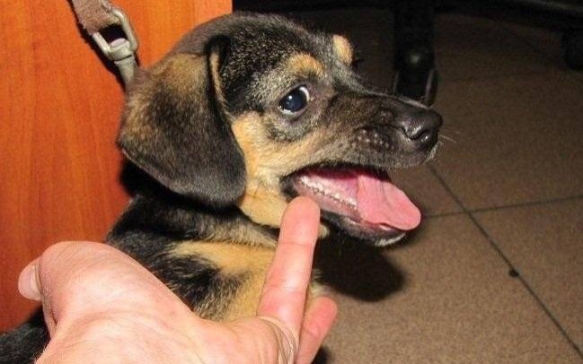 KĘTY. Pijany kęczanin znęcał się nad szczeniakiem