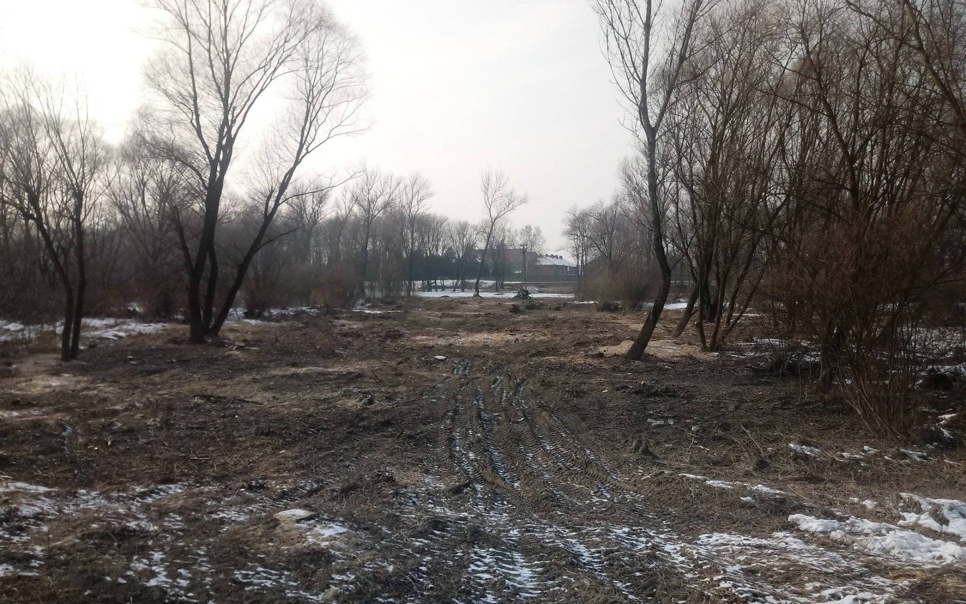 OŚWIĘCIM. Mieszkańcy sprzeciwiają się masowej wycince drzew