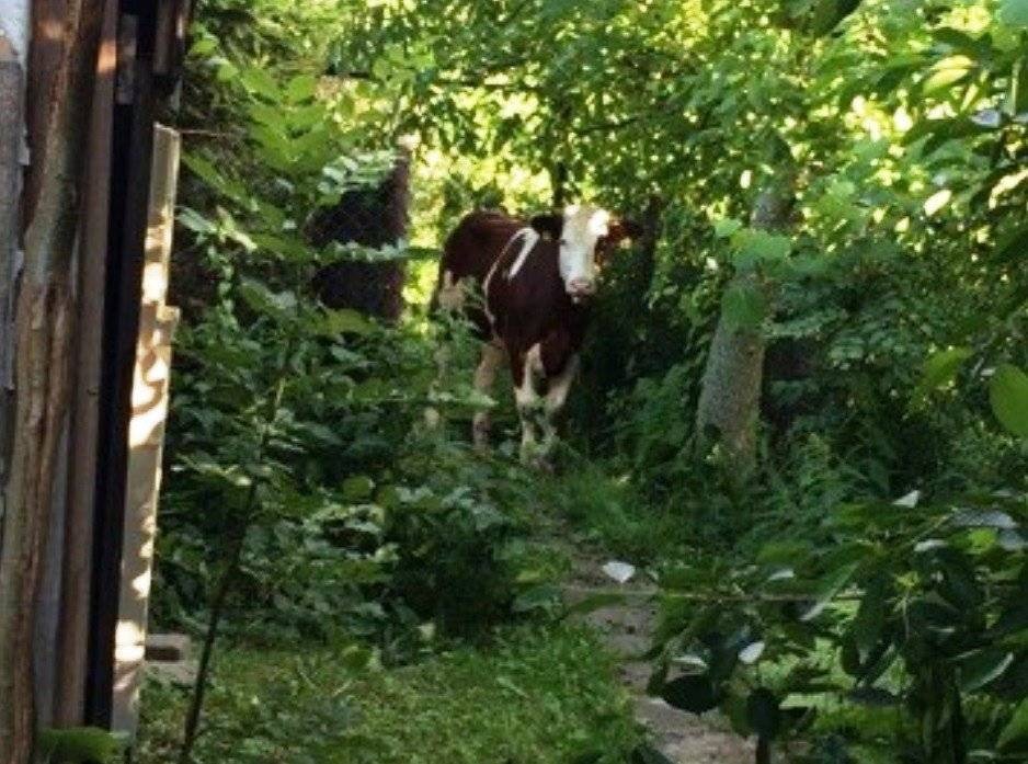 OŚWIĘCIM. Pościg policjantów za... krową