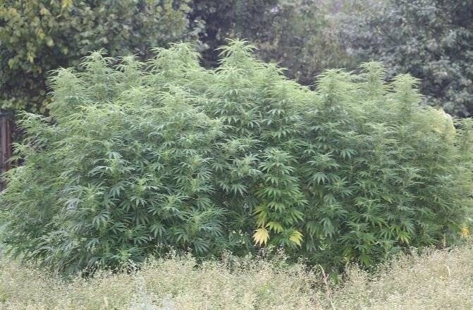 OSIEK. Poletko konopi zlikwidowane. Właściciel poszukiwany