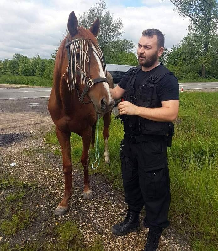 BABICE. Grupa robotników zatrzymała klacz biegającą po ulicy