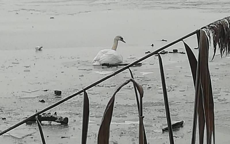 ZABORZE. Strażacy i policjanci uratowali przymarzniętego do tafli lodu łabędzia