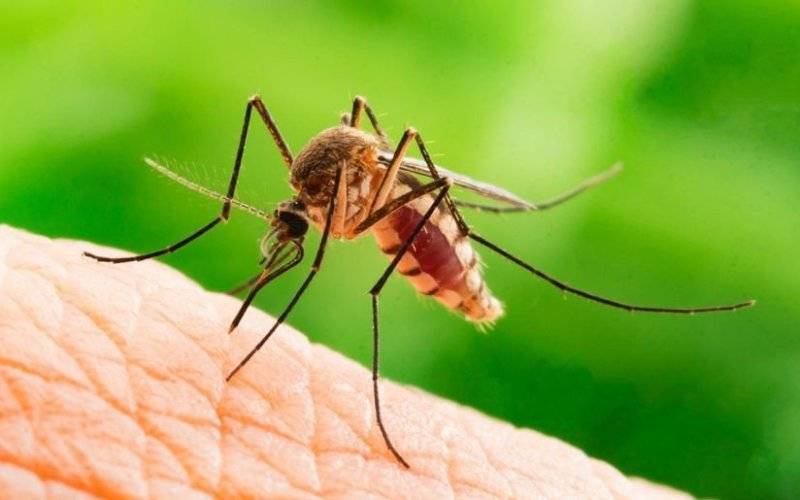 Dlaczego gryzą nas komary? - InfoBrzeszcze.pl