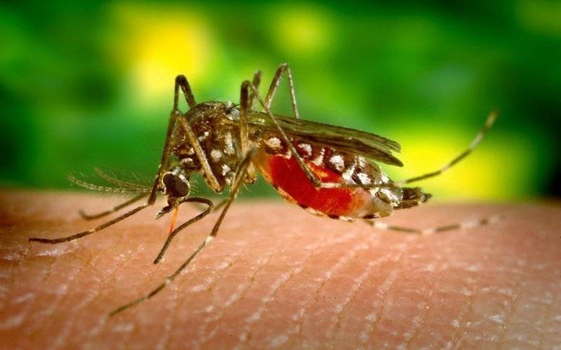 Komary potraktują także dymami... - InfoBrzeszcze.pl