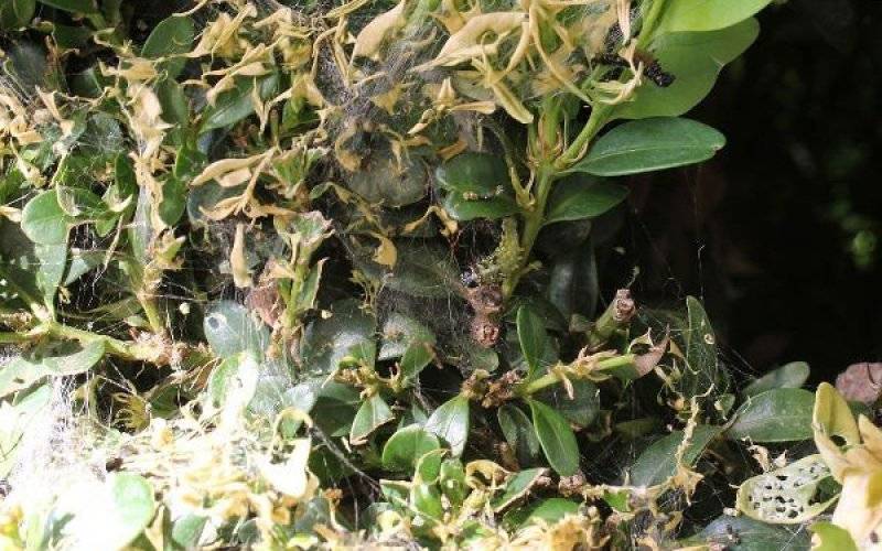 Ćma bukszpanowa zaatakowała w Brzeszczach - InfoBrzeszcze.pl