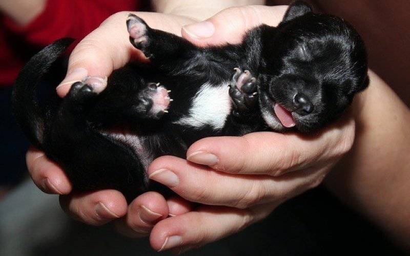 Zabiła szczeniaki, trafi przed sąd - InfoBrzeszcze.pl