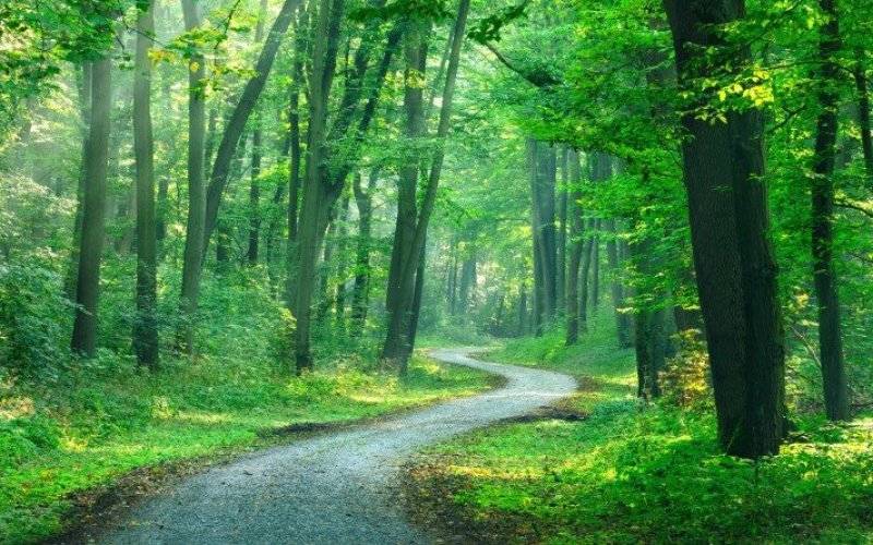 Tymczasowy zakaz wstępu do lasów i Parków Narodowych - InfoBrzeszcze.pl