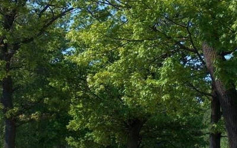 Nazieleńce - od 20 maja zmiana organizacji ruchu - InfoBrzeszcze.pl