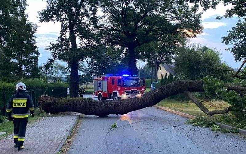 O krok od tragedii. Drzewo runęło na jezdnię - VIDEO - InfoBrzeszcze.pl