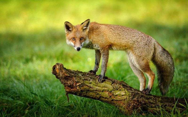 Szczepienia lisów przeciwko wściekliźnie - InfoBrzeszcze.pl