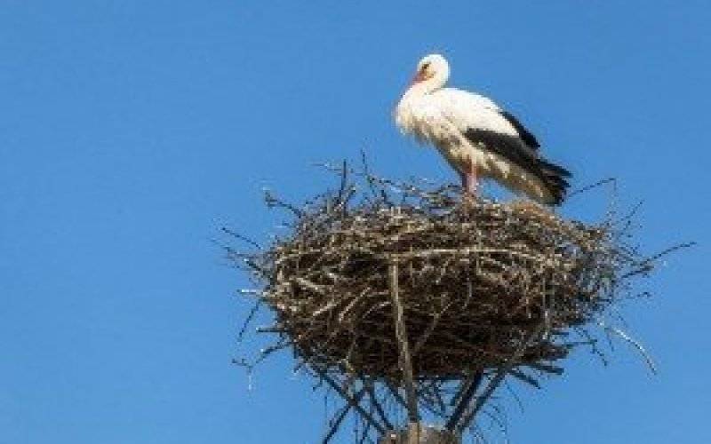 Nowe bocianie gniazdo. - InfoBrzeszcze.pl