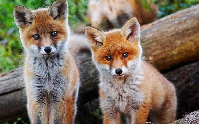 Akcja szczepienia lisów wolno żyjących przeciwko wściekliźnie - InfoBrzeszcze.pl