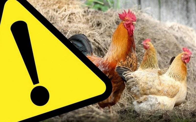 Zjadliwa grypa ptaków (HPAI) - InfoBrzeszcze.pl
