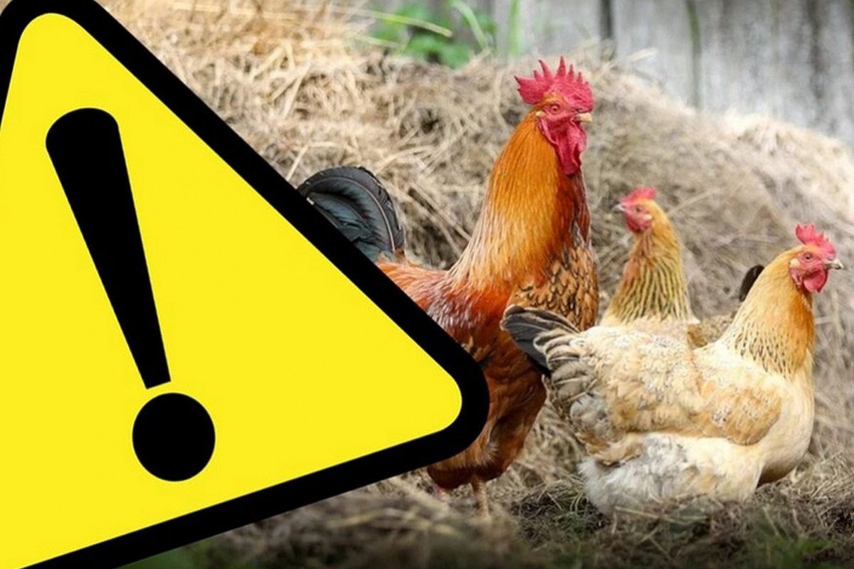 Zjadliwa grypa ptaków (HPAI) - InfoBrzeszcze.pl