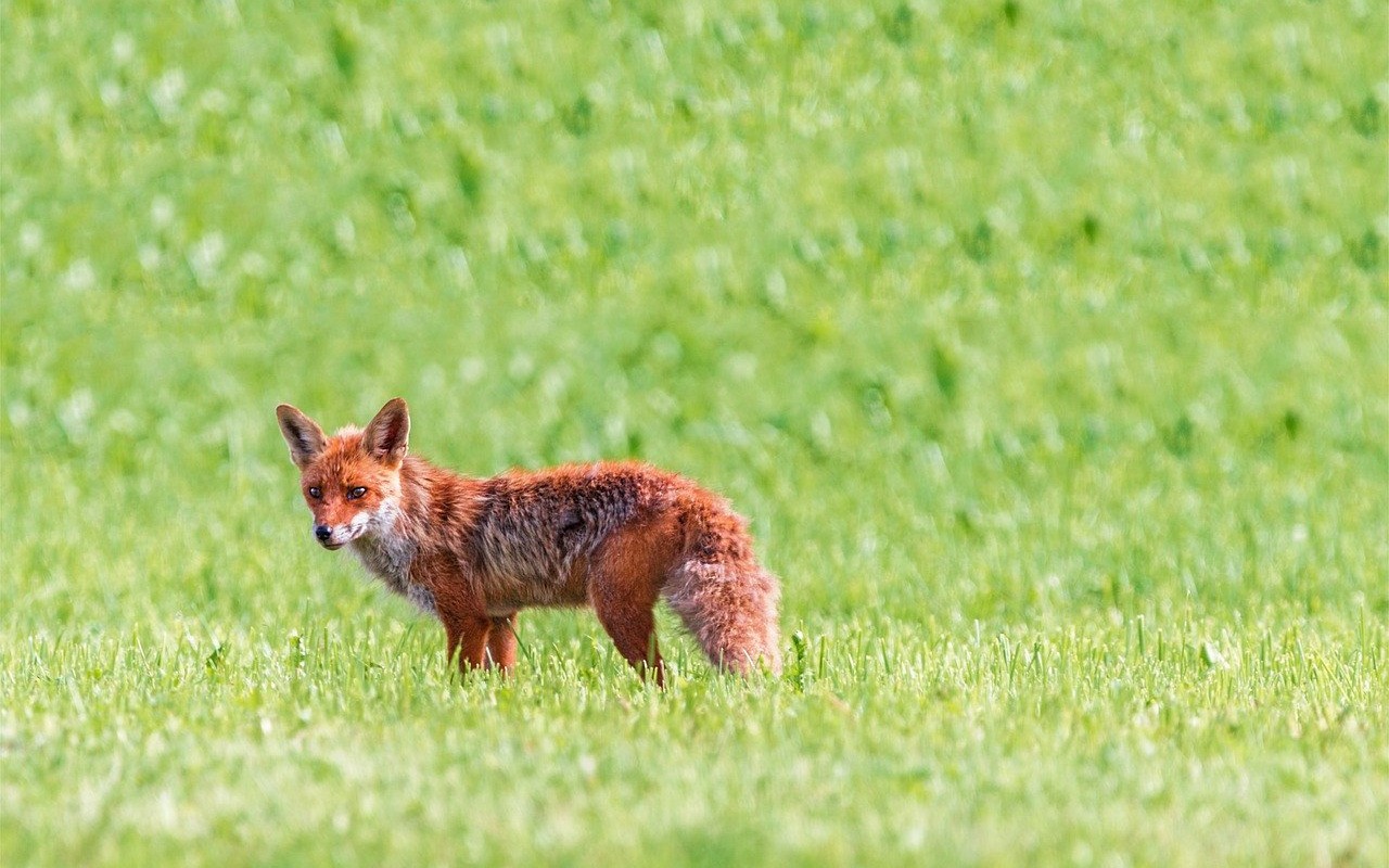 Wiosenna akcja ochronnego szczepienia lisów wolno żyjących przeciwko wściekliżnie - InfoBrzeszcze.pl
