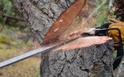 Zmiana przepisów dot. usuwania drzew i krzewów