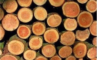 Ogłoszenie Wójta Gminy o sprzedaży drewna