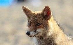 Dodatkowa akcja ochronnego szczepienia lisów przeciwko wściekliźnie