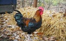 Informacja dla hodowców drobiu w sprawie HPAI - przypomnienie