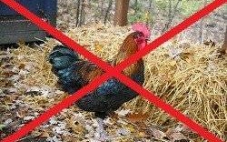 UWAGA! Zakaz wypuszczania drobiu!