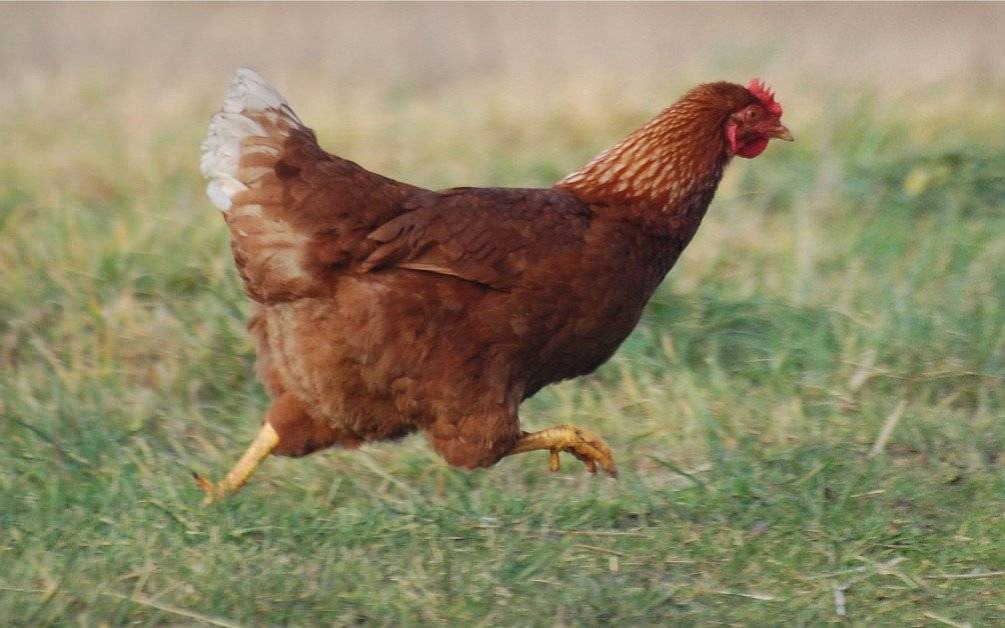 Złagodzenie wymagań dla hodowców drobiu