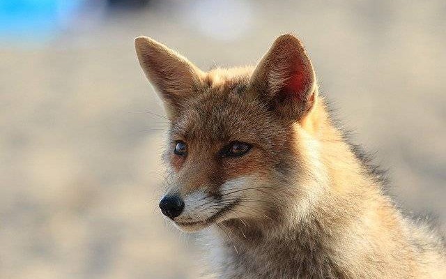 Uwaga! Szczepienie lisów