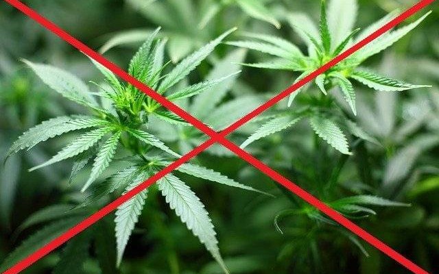 Zakaz uprawy maku i konopii włóknistych