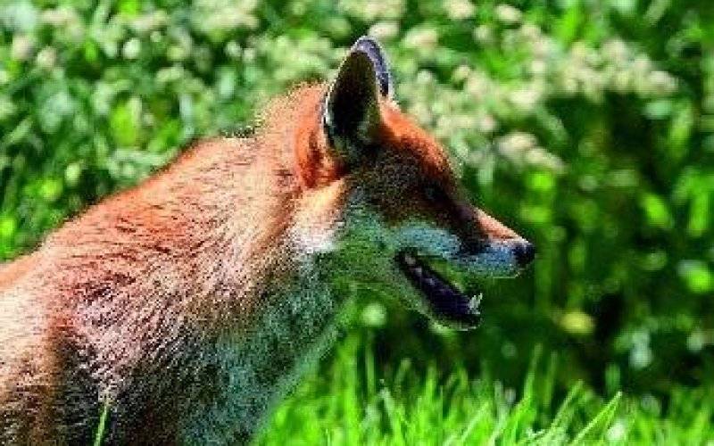 Szczepienie lisów wolno żyjących przeciw wściekliźnie