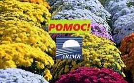 Pomoc dla producentów i sprzedawców chryzantem