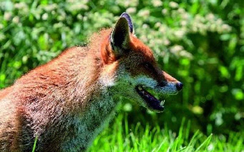 Ochronne szczepienie lisów wolno żyjących przeciwko wściekliźnie