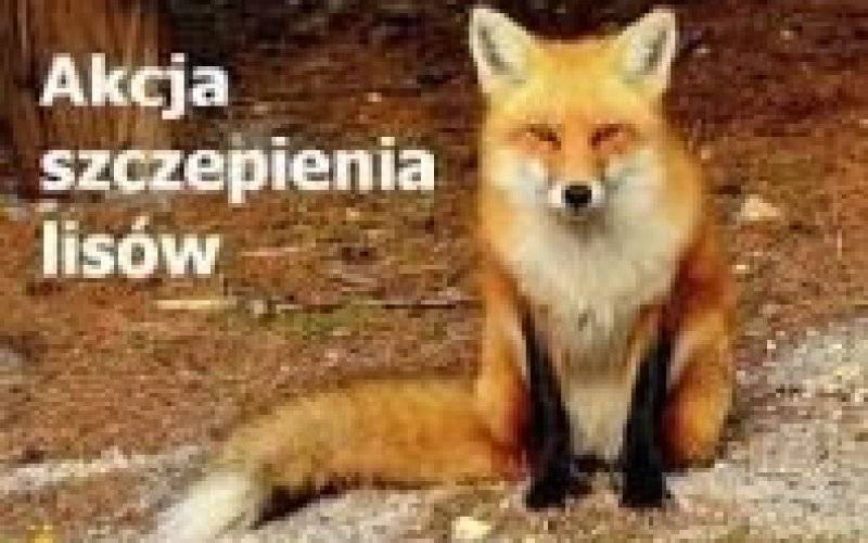 Komunikat dotyczący szczepienia lisów wolno żyjących przeciwko wściekliźnie