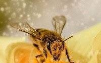 Światowy Dzień Pszczół