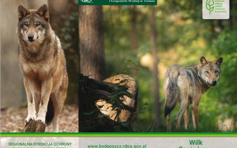 Spotkanie z wilkiem – co trzeba wiedzieć i jak się zachować