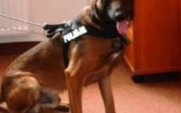 Brzeszcze. Dzięki trzem mieszkankom Brzeszcz, psi senior szybko trafił do domu