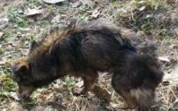 Brzeszcze. Dzielnicowi znaleźli wychudzonego psa. Teraz szukają jego właściciela lub nowego domu