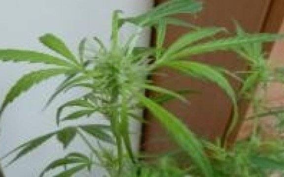 Osiek. Amator marihuany z zarzutem uprawy konopi indyjskich