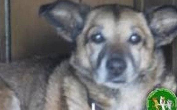 Kęty. Wyjątkowy odruch serca wobec przemoczonego i zmarzniętego psiaka