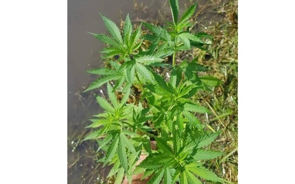 Gmina Oświęcim. Policjanci zlikwidowali leśną uprawę konopi indyjskich