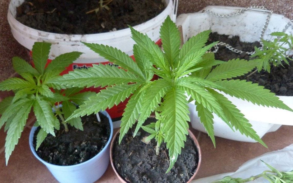 Oświęcim. Policjanci zlikwidowali domową uprawę konopi indyjskich