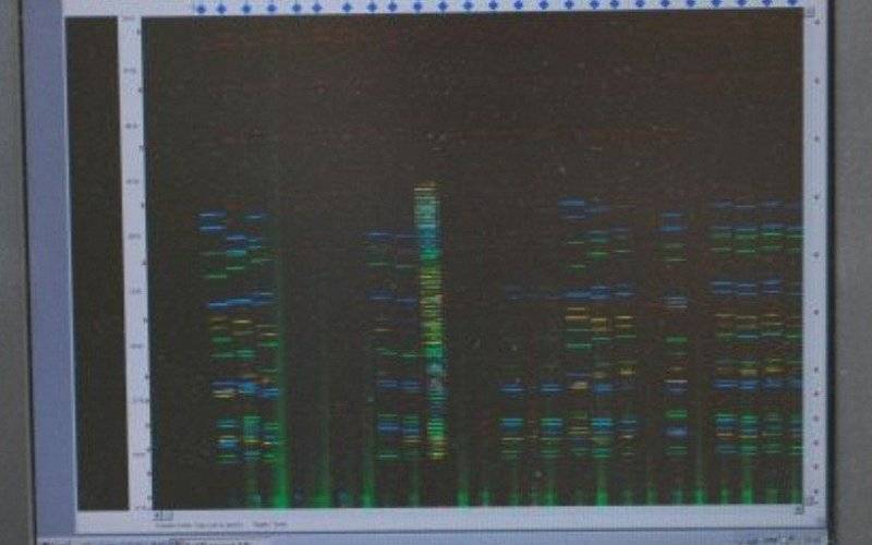 Oświęcim. Zwłoki znalezione w Dworach Drugich zostały zidentyfikowane na podstawie profilu DNA. Należały do zaginionego 42 – latka.