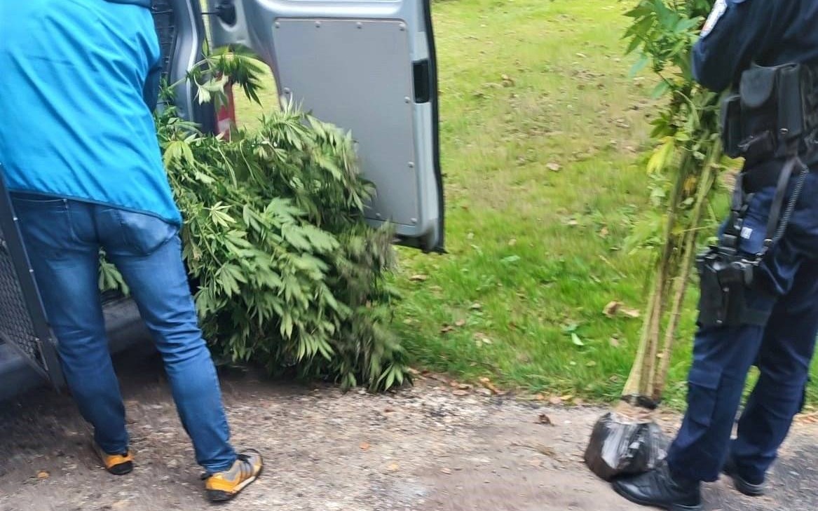 Gmina Oświęcim. Porządkując działkę znalazł nielegalną uprawę konopi indyjskich