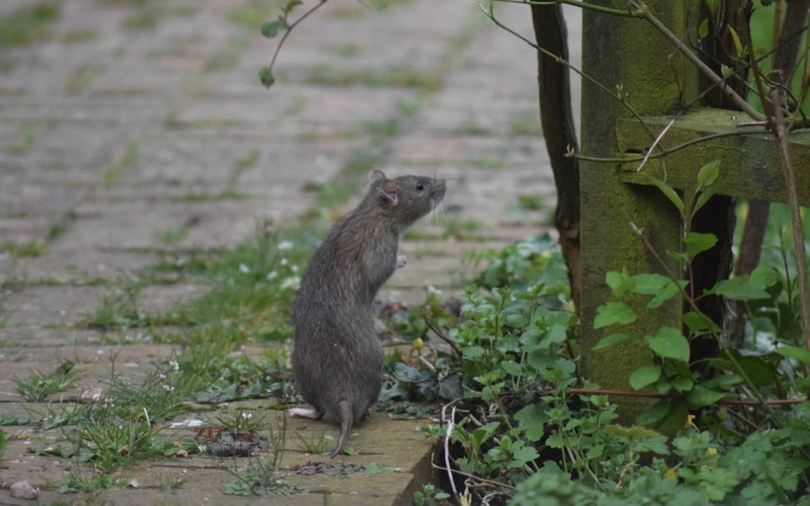 Oświęcim. Uwaga! Czas na deratyzację!