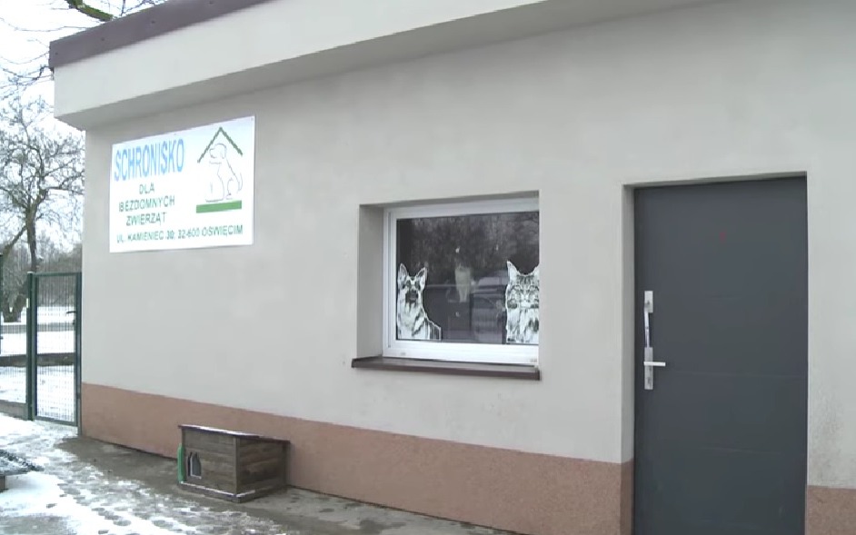 Oświęcim. Wojewoda Małopolski: zwierzęta w schronisku w pełni bezpieczne