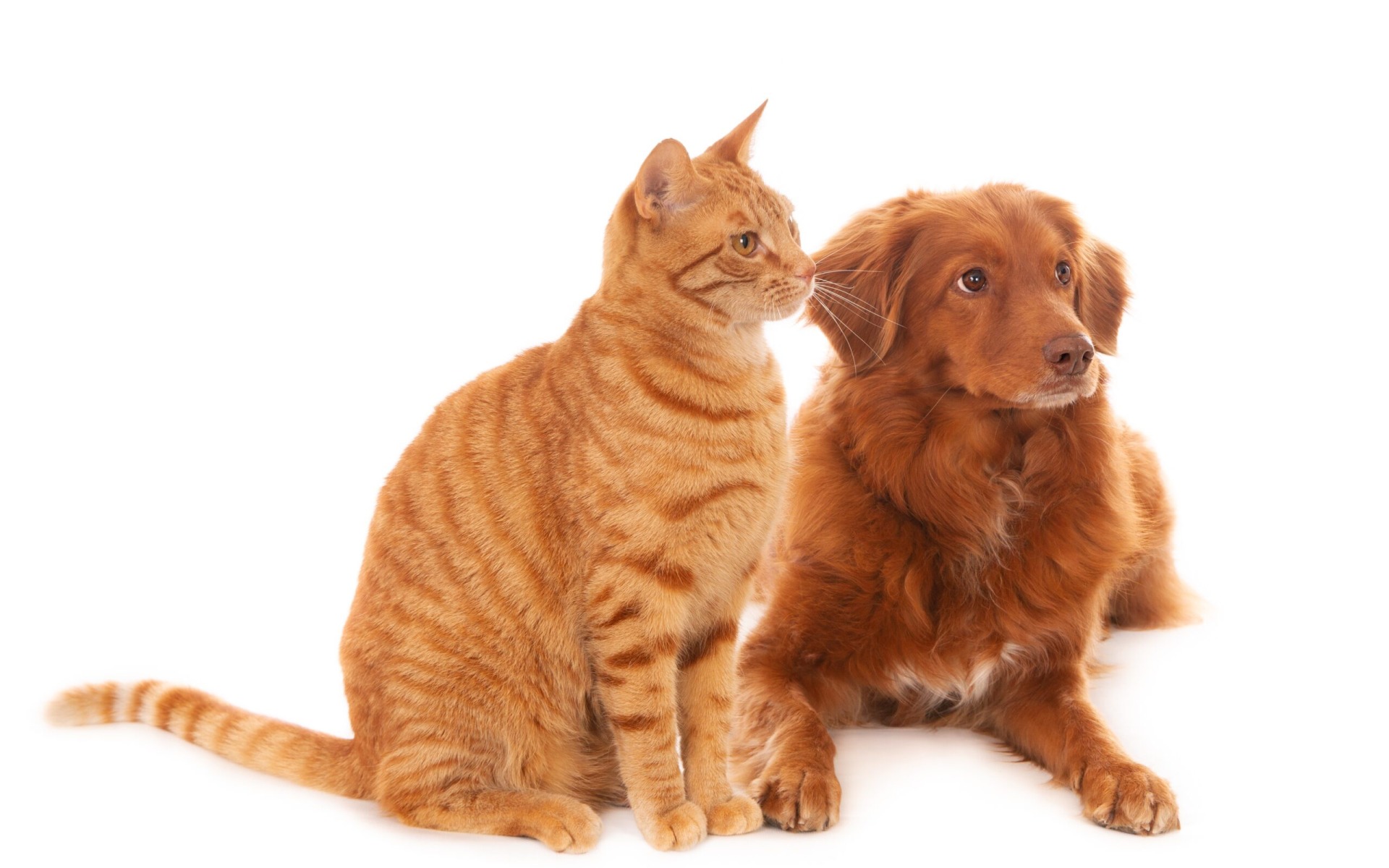 Miasto Oświęcim ponownie dofinansuje zabiegi sterylizacji lub kastracji psów i kotów