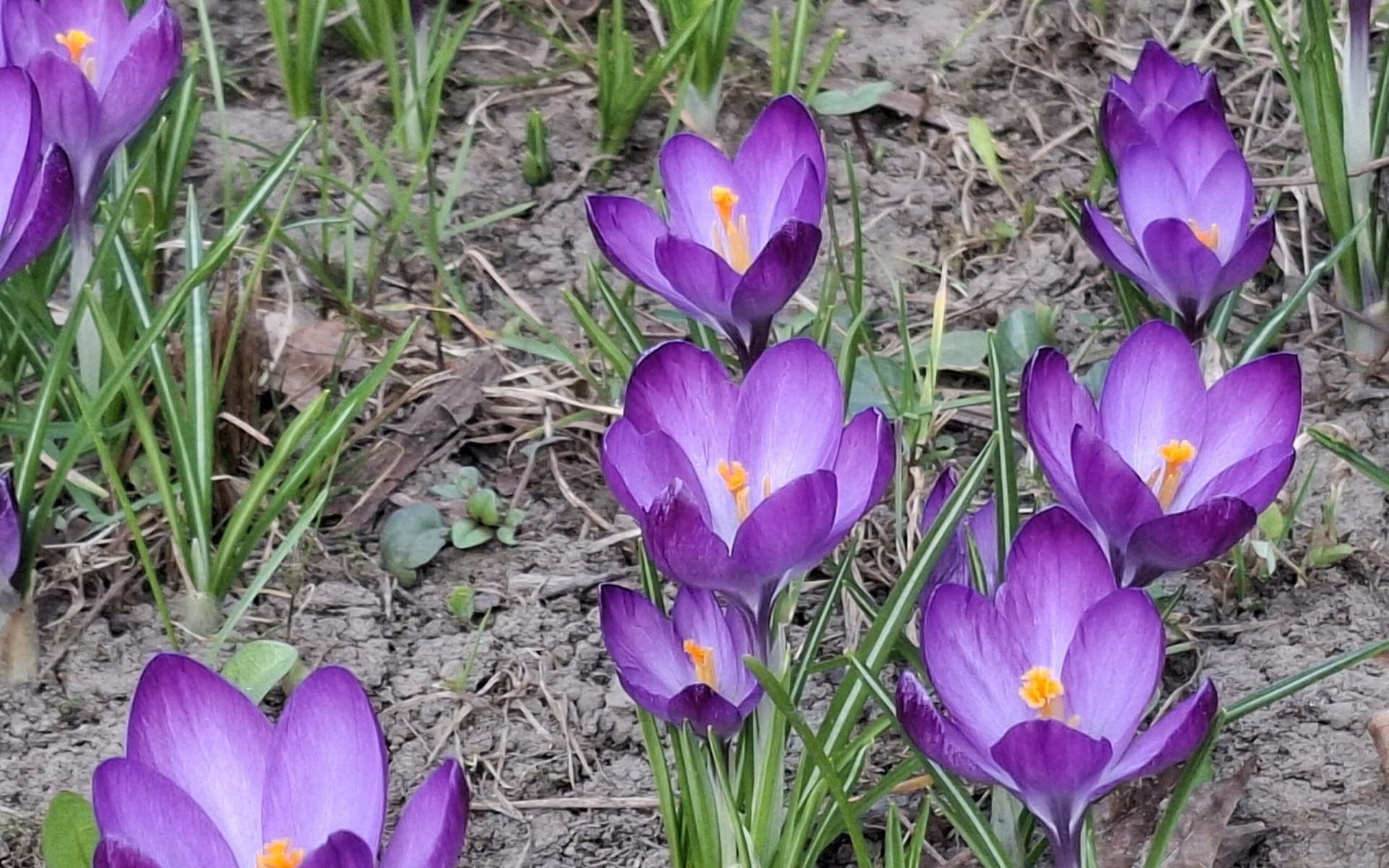 Oświęcim. Tu już jest wiosna! Bulwary zachwycają!