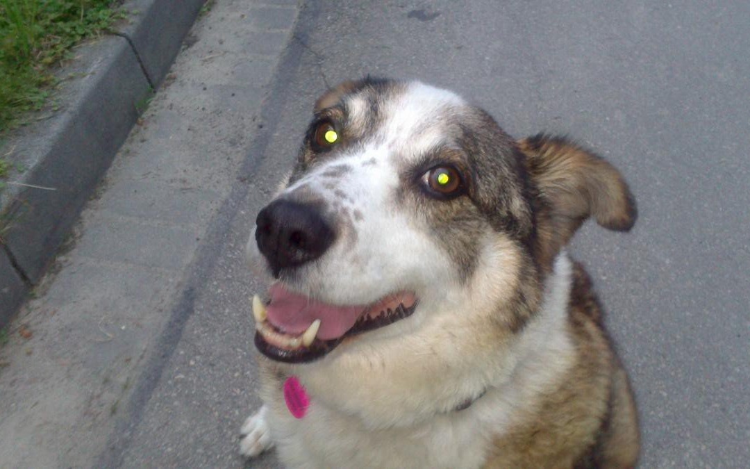 Planowana zmiana opłaty za psa