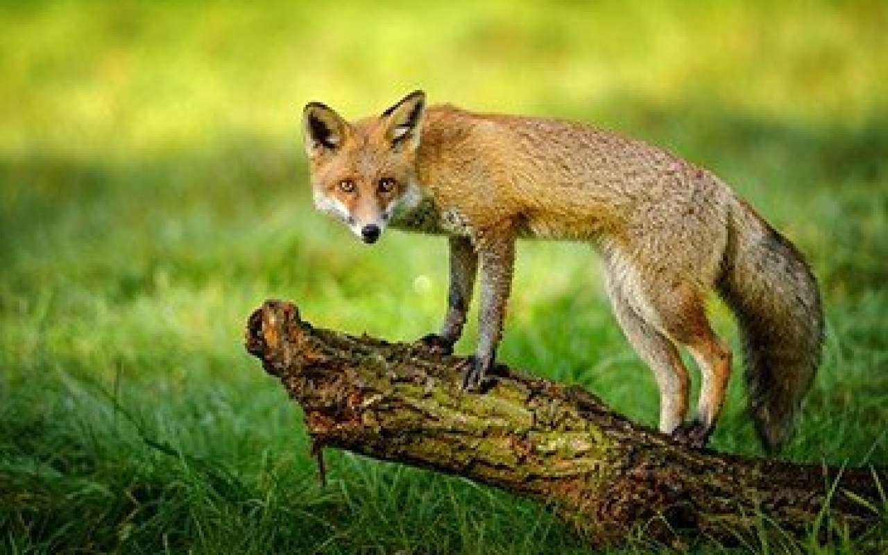 Dodatkowe szczepienia przeciwko wściekliźnie